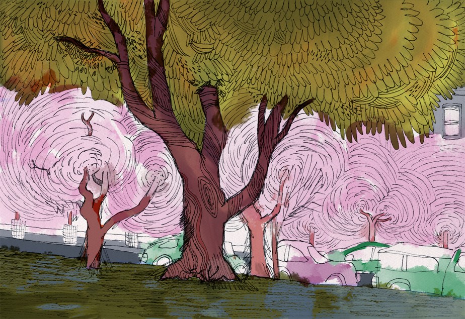 Trees in City Hall Park, Burlington